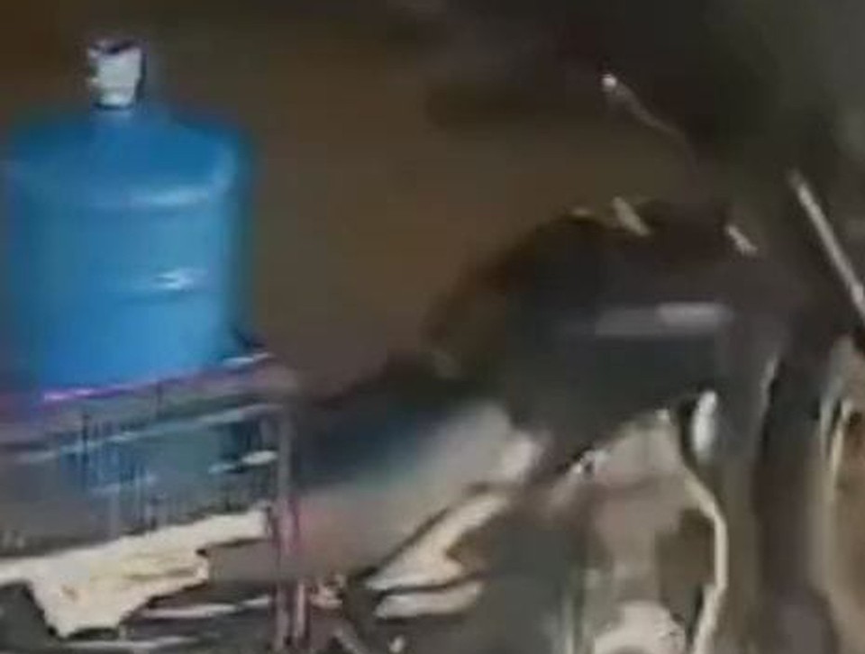 Um vídeo registrou o momento em que uma carreta tomba e esmaga uma motocicleta, em São Bento do Una, no Agreste do Estado/Foto: Reprodução/Redes Sociais Um vídeo registrou o momento em que uma carreta tomba e esmaga uma motocicleta, em São Bento do Una, no Agreste do Estado/Foto: Reprodução/Redes Sociais