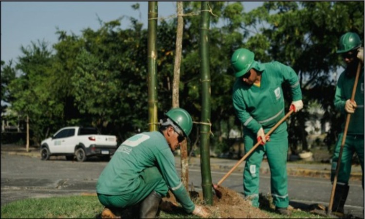 Desde 2022, o plantio na capital pernambucana atende ao novo padrão de arborização, que apresenta diâmetro à Altura do Peito (DAP) de pelo menos 5 cm/Foto: Hélia Scheppa Desde 2022, o plantio na capital pernambucana atende ao novo padrão de arborização, que apresenta diâmetro à Altura do Peito (DAP) de pelo menos 5 cm/Foto: Hélia Scheppa