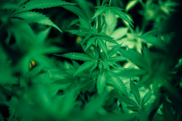 A cannabis é prescrita em alguns países como uma opção para abrir o apetite de pessoas com distúrbios alimentares/Crédito: Pexels A cannabis é prescrita em alguns países como uma opção para abrir o apetite de pessoas com distúrbios alimentares/Crédito: Pexels