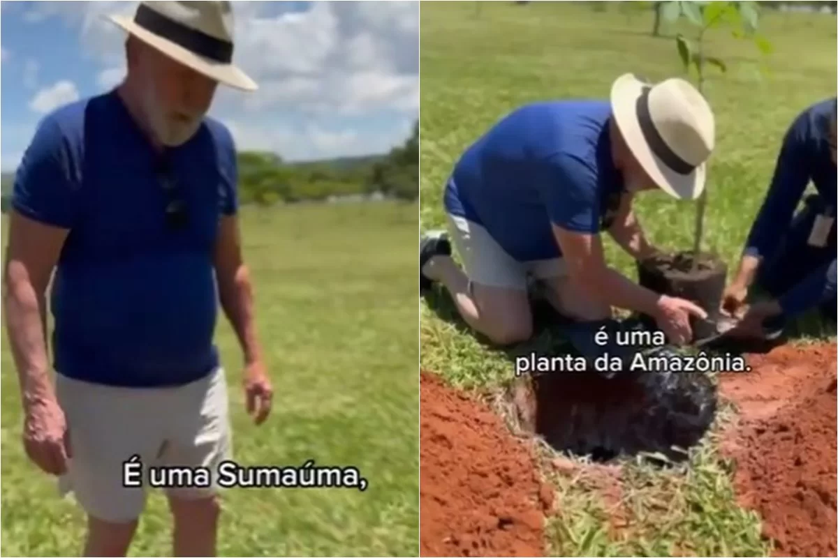 A sumaúma é uma planta nativa da Amazônia e pode chegar a 70 metros de comprimento/Foto: Reprodução/X A sumaúma é uma planta nativa da Amazônia e pode chegar a 70 metros de comprimento/Foto: Reprodução/X
