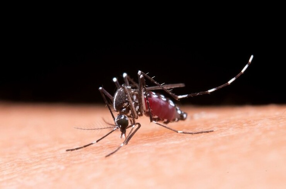 Entre os dias 31 de dezembro de 2023 e 20 de janeiro de 2024, foram confirmados 35 casos de dengue./Foto: Freepik
