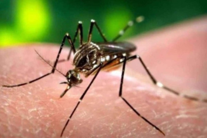 Doença é transmitida pela fêmea do mosquito Aedes aegypti/foto: Agência Brasil Doença é transmitida pela fêmea do mosquito Aedes aegypti/foto: Agência Brasil