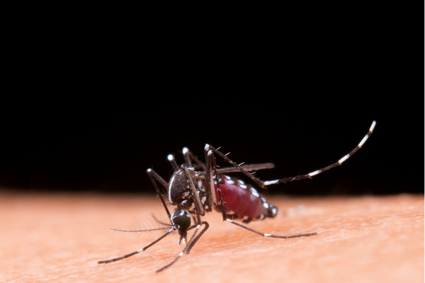 Na última sexta-feira (9), a vacinação de crianças de 10 a 11 anos contra a dengue pelo Sistema Único de Saúde (SUS) foi iniciada/Crédito: Pexels