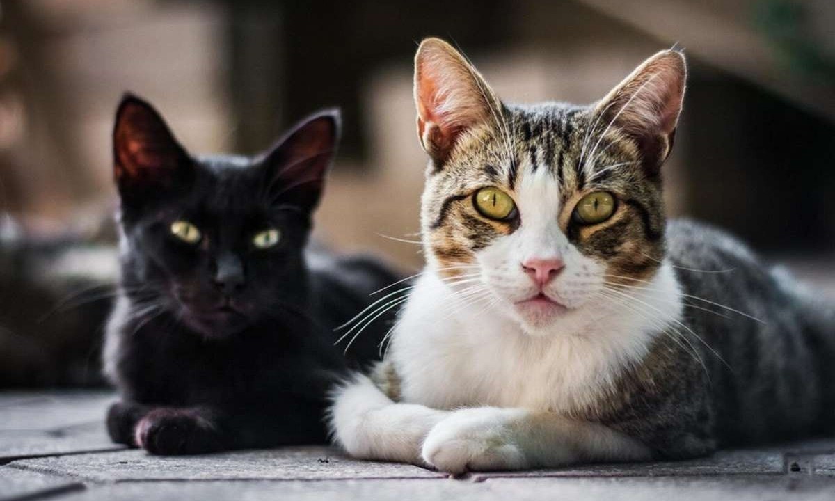 É essencial refletir sobre a importância do bem-estar, saúde preventiva e qualidade e vida proporcionada ao pet, priorizando sempre a guarda responsável/foto: Freepik É essencial refletir sobre a importância do bem-estar, saúde preventiva e qualidade e vida proporcionada ao pet, priorizando sempre a guarda responsável/foto: Freepik