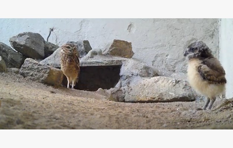 Coruja é nova atração do zoo/Foto: Divulgação Coruja é nova atração do zoo/Foto: Divulgação