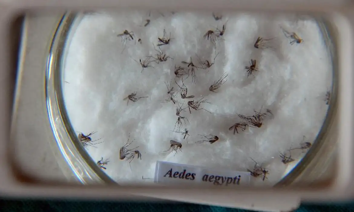Estudo detectou ovos do mosquito Aedes aegypti com a presença dos vírus ZIKV, causador da zika, e do CHIKV, da chikungunya/Foto: Arquivo/Agência Brasil Estudo detectou ovos do mosquito Aedes aegypti com a presença dos vírus ZIKV, causador da zika, e do CHIKV, da chikungunya/Foto: Arquivo/Agência Brasil