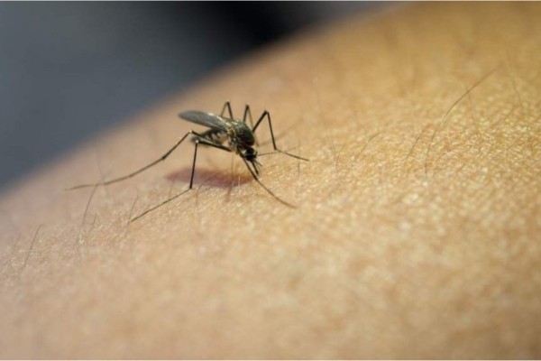 A dengue é um dos maiores problemas de saúde pública no DF no mês de fevereiro/Crédito: Reprodução/Freepik A dengue é um dos maiores problemas de saúde pública no DF no mês de fevereiro/Crédito: Reprodução/Freepik