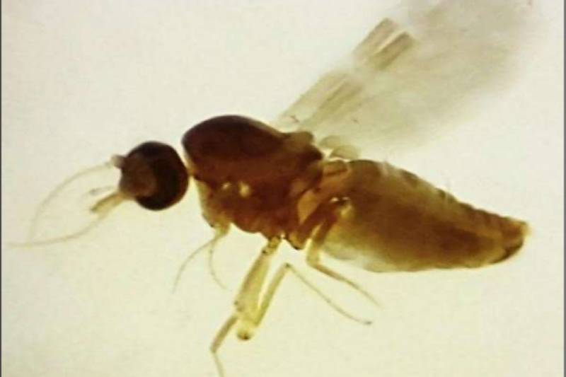 culicoides paraensis conhecido como maruim/Crédito: Divulgação culicoides paraensis conhecido como maruim/Crédito: Divulgação
