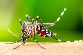 Transmitida pelo Aedes aegypti, dengue está em alta em Pernambuco/Foto: Arquivo Transmitida pelo Aedes aegypti, dengue está em alta em Pernambuco/Foto: Arquivo