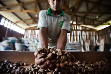 Castanha do Brasil 