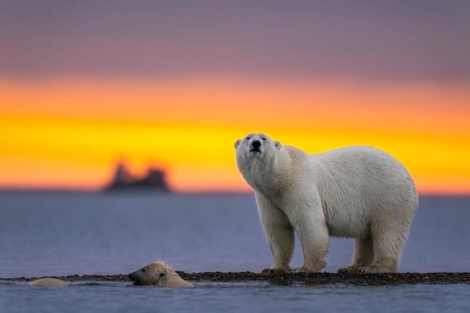 Urso polar é uma das espécies ameaçadas de extinção/foto: Freepik Urso polar é uma das espécies ameaçadas de extinção/foto: Freepik