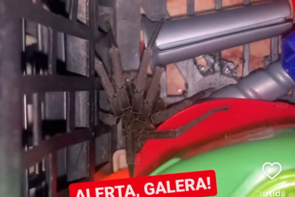aranha-armadeira/Crédito: Instagram/Reprodução aranha-armadeira/Crédito: Instagram/Reprodução