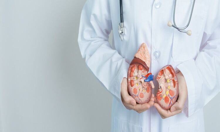 O rim é o responsável por filtrar o sangue, eliminar resíduos tóxicos, além de fazer o controle da pressão e do metabolismo/Foto: Divulgação O rim é o responsável por filtrar o sangue, eliminar resíduos tóxicos, além de fazer o controle da pressão e do metabolismo/Foto: Divulgação