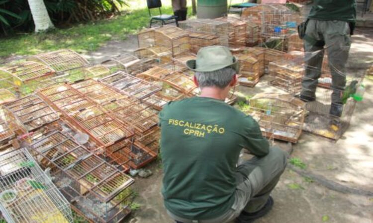 Manter animal silvestre em cativeiro é crime, passível de sanções criminal, administrativas e multa/Foto: Divulgação/CPRH Manter animal silvestre em cativeiro é crime, passível de sanções criminal, administrativas e multa/Foto: Divulgação/CPRH