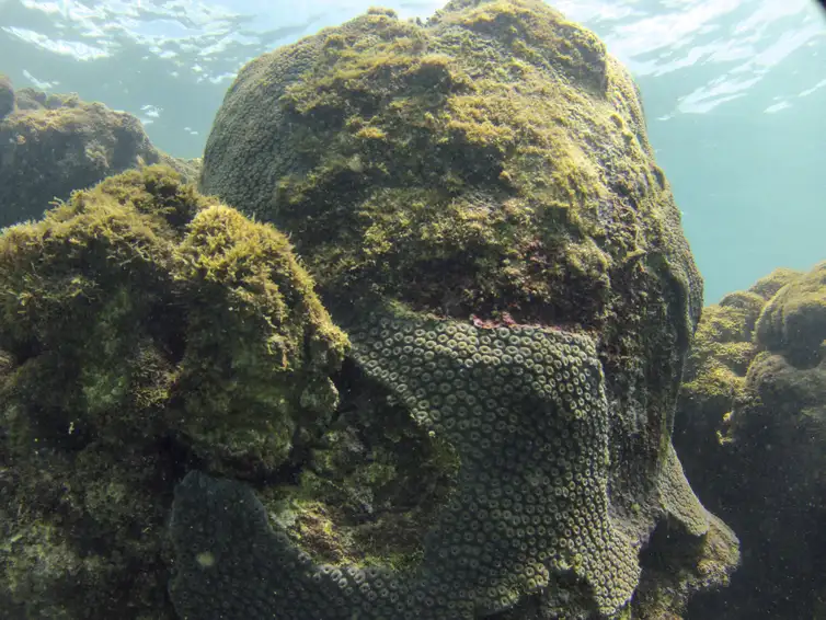 Tamandaré (PE) - Coral Montastraea cavernosa no Recife Pirambu, na APA Costa dos Corais