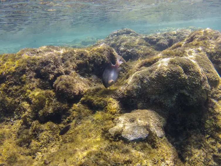 Ipojuca (PE) - Recifes cobertos com coral-baba-de-boi (Palythoa caribbaeorum) na área de pesquisa da Biofábrica de Corais em Porto de Galinhas 
