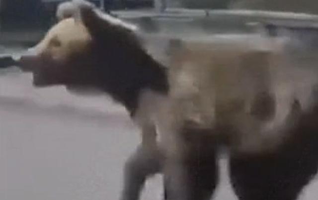 O urso passou uns 20 minutos no centro da cidade, atacou cinco pessoas/Crédito: Reprodução / Divulgação