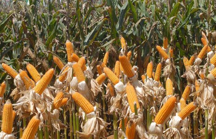 Agricultores esperam que chuvas beneficiem a colheita no inverno/Foto: Elza Fíuza/Agência Brasil Agricultores esperam que chuvas beneficiem a colheita no inverno/Foto: Elza Fíuza/Agência Brasil
