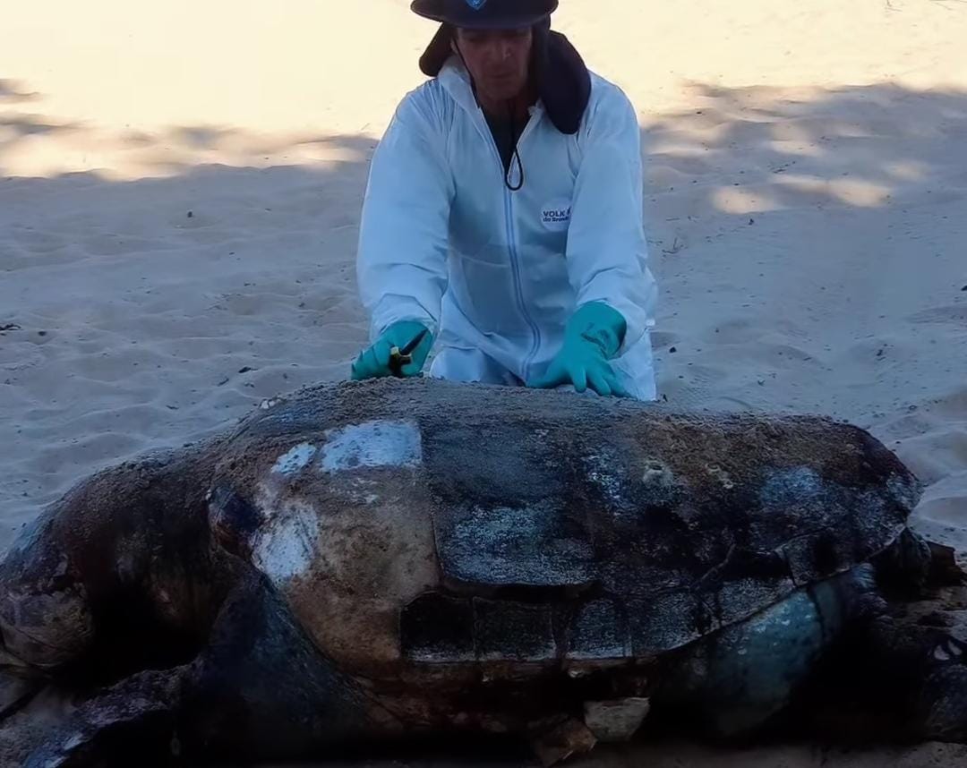 O animal estava na faixa de areia quando foi visualizado por pessoas que passavam pelo local