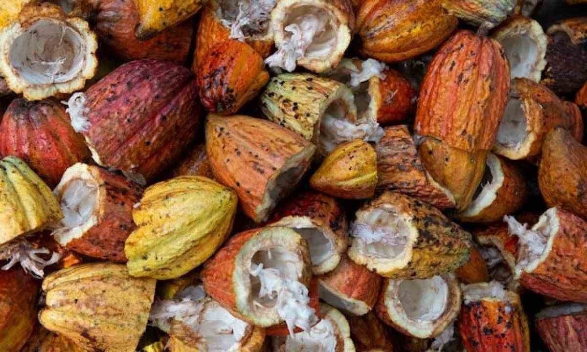 Forte demanda e Páscoa puxam preço do cacau, que cresceu 300% em 2023 e segue aumentando em 2024/foto: Rodrigo Flores/Unsplash Forte demanda e Páscoa puxam preço do cacau, que cresceu 300% em 2023 e segue aumentando em 2024/foto: Rodrigo Flores/Unsplash