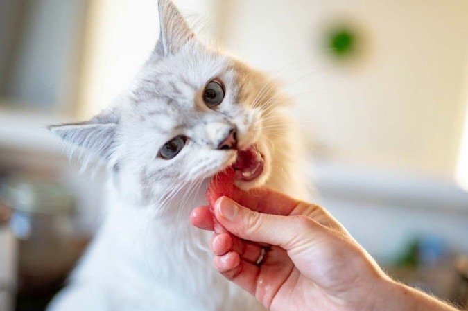 Certos alimentos podem ser ofertados aos pets, desde que com consciência das necessidades naturais dos animais. - (crédito: Unsplahs/ PiotrmusioÅ?)/ Certos alimentos podem ser ofertados aos pets, desde que com consciência das necessidades naturais dos animais. - (crédito: Unsplahs/ PiotrmusioÅ?)/