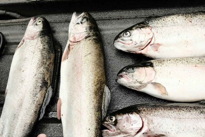 Especialista listou o que se deve observar na hora de comprar um pescado/foto: Unsplash/ Patrick Boucher Especialista listou o que se deve observar na hora de comprar um pescado/foto: Unsplash/ Patrick Boucher