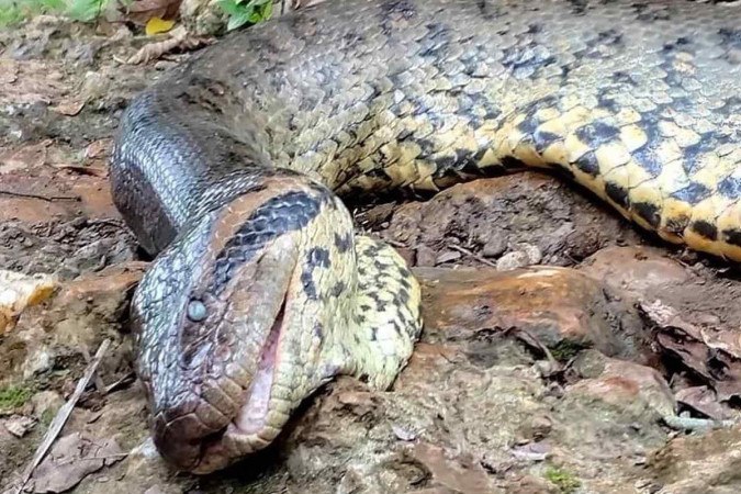 Sucuri, conhecida como Ana Júlia, foi encontrada morta às margens do rio Formoso, em Bonito (MS), em 24 de março/foto: Reprodução/ instagram/ cdimitrius