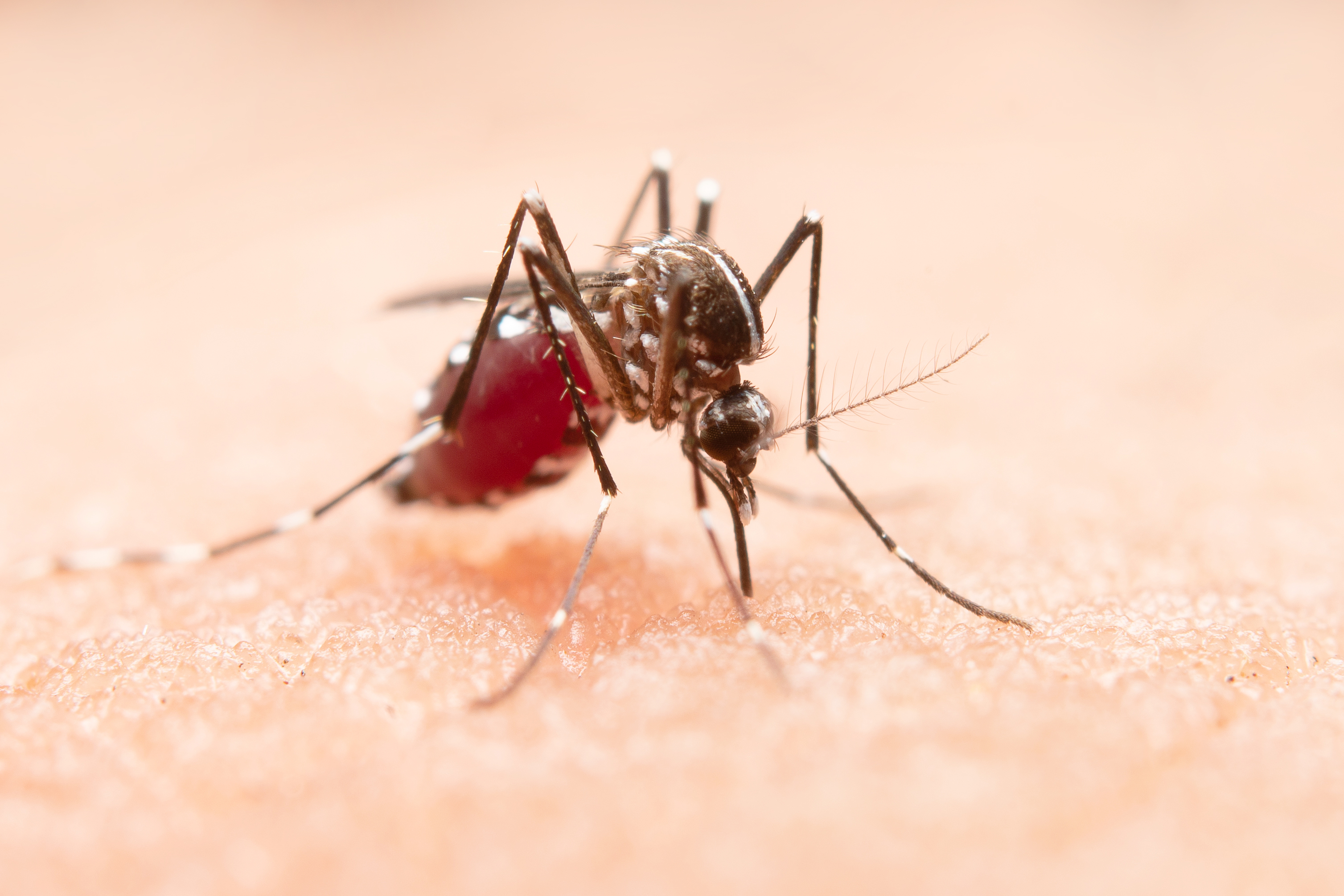 Desde o início do ano, foram registradas 1.256 mortes pela doença/foto: Freepik