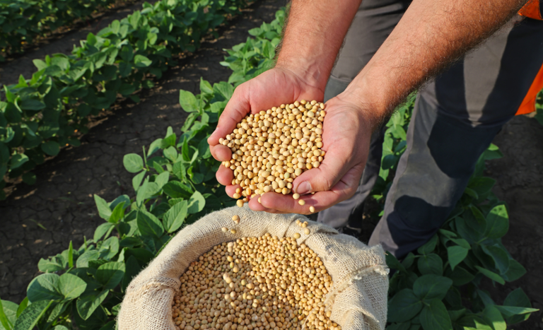 A parceria assegura ao agricultor familiar a certeza de uma demanda fixa por parte da Cozinha Comunitária e promove a  segurança de renda