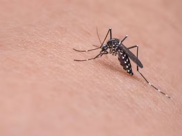 Mosquito Aedes aegypti transmite dengue
