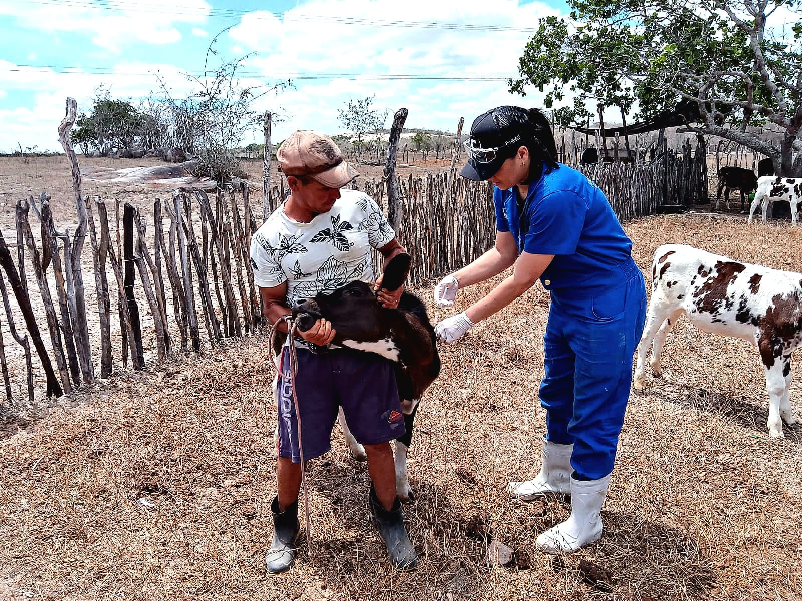 A Adagro prevê uma grande mobilização do setor pecuário nesta ação, chegando até os pequenos produtores, comunidades tradicionais, indígenas e quilombolas, para vacinar acima de 90% dos animais do Estado/Foto: Divulgação