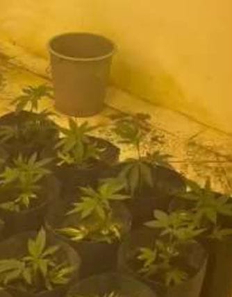 A estufa funcionava em um espaço de uma residência, no bairro da Várzea, na Zona Oeste do Recife/Foto: Divulgação/PCPE A estufa funcionava em um espaço de uma residência, no bairro da Várzea, na Zona Oeste do Recife/Foto: Divulgação/PCPE