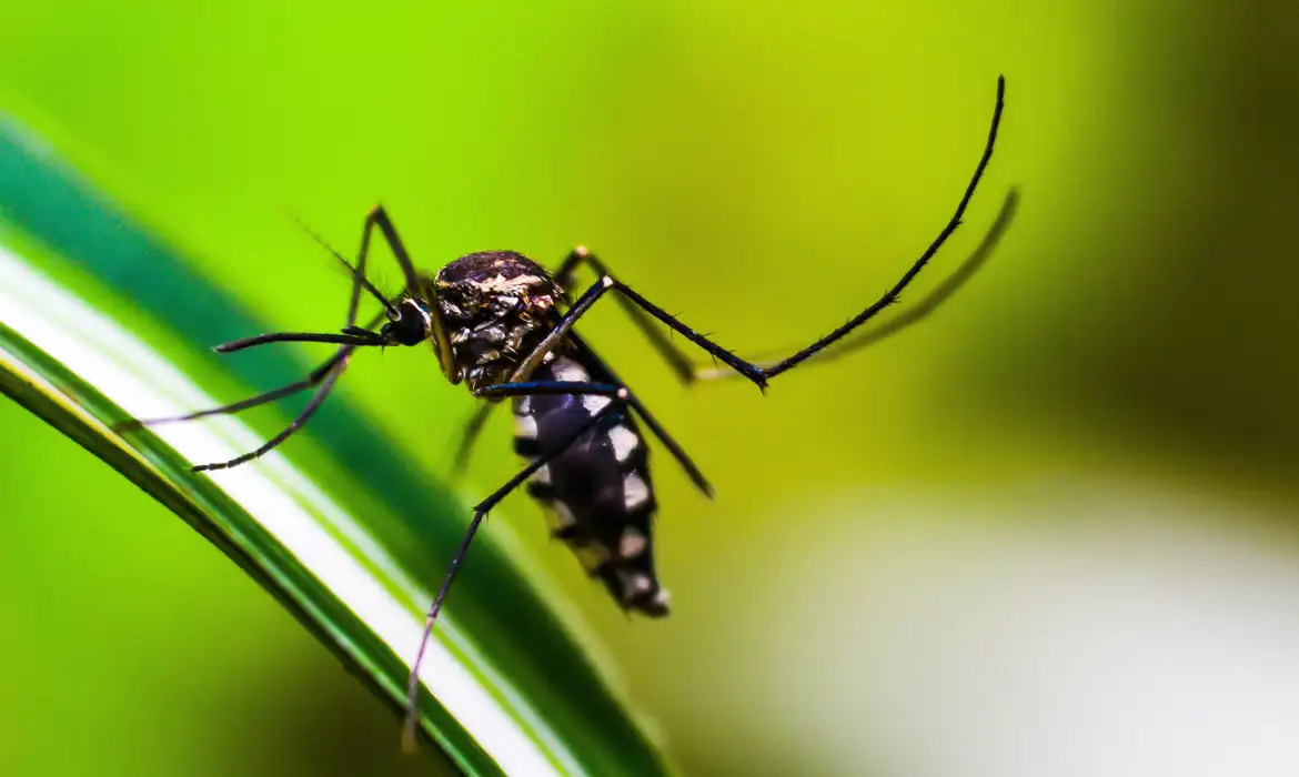 Em relação aos casos prováveis da doença, os números chegam a 3,535 milhões em 2024 contra 1,649 milhão em 2023/Foto: Pixabay Em relação aos casos prováveis da doença, os números chegam a 3,535 milhões em 2024 contra 1,649 milhão em 2023/Foto: Pixabay