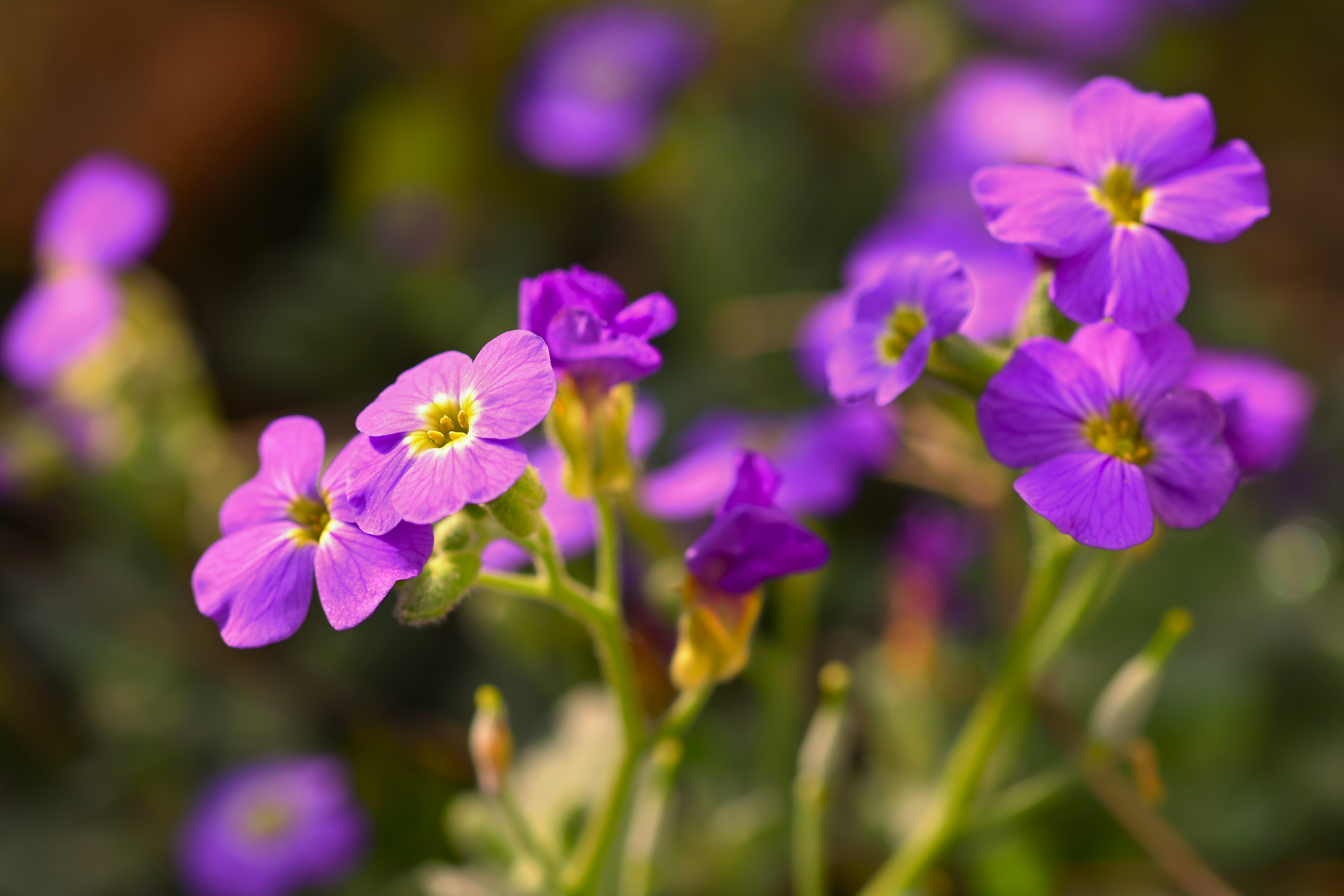 Phlox da montanha, flor nativa da América do Norte