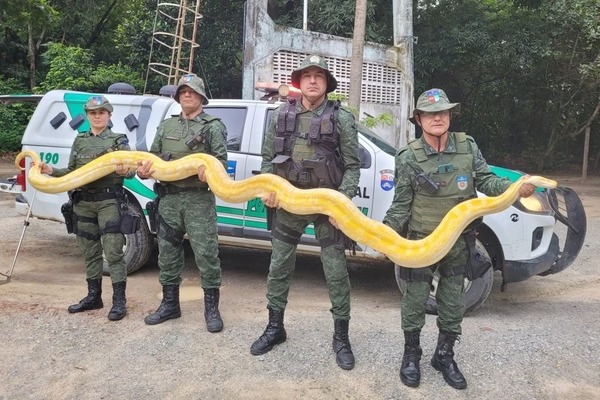 Os animais estavam no local em que ocorreu uma chacina em Arapiraca (AL)/foto: Divulgação / SSPAL Os animais estavam no local em que ocorreu uma chacina em Arapiraca (AL)/foto: Divulgação / SSPAL