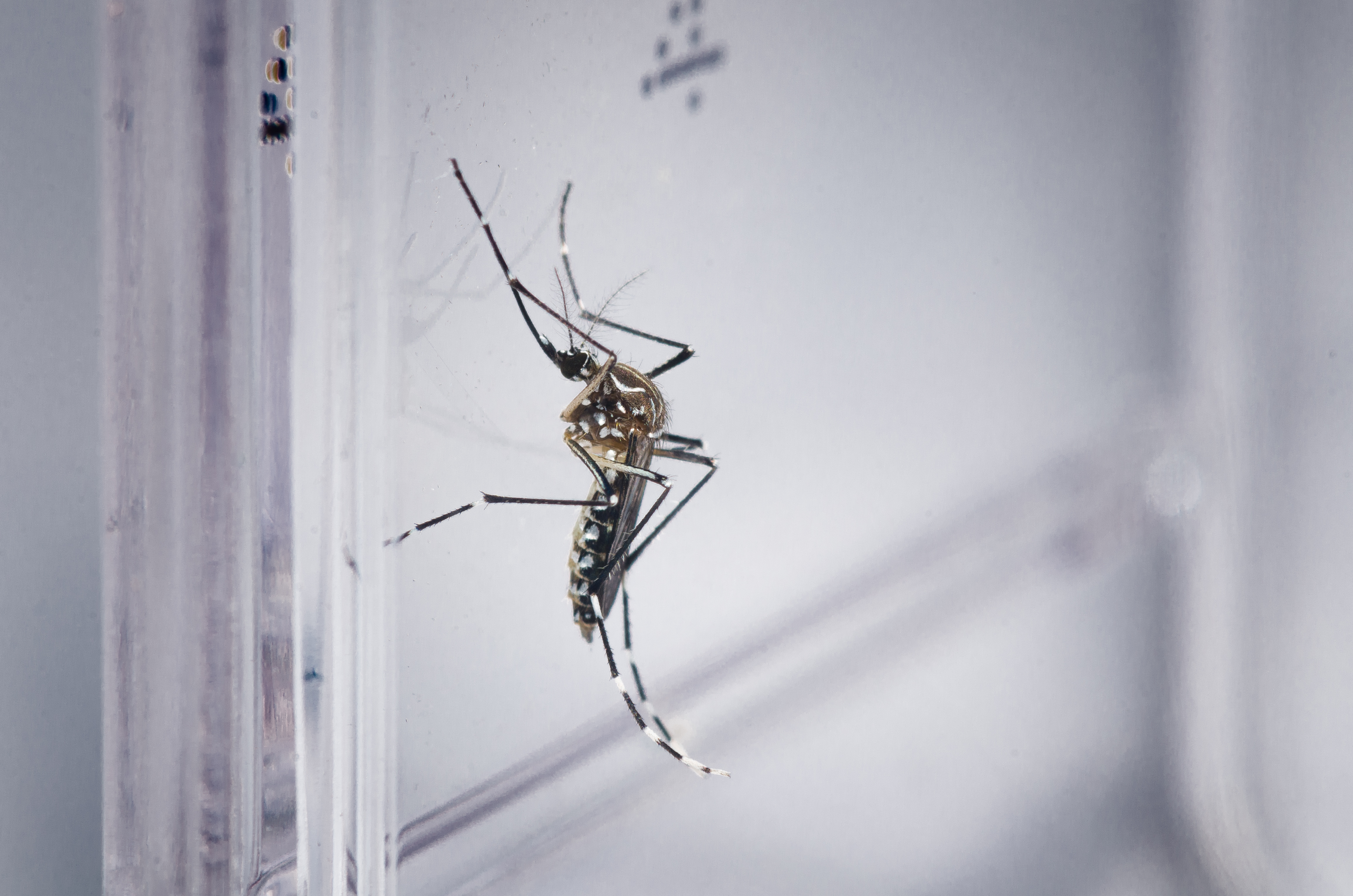 Aedes aegypti é transmissor de dengue, zika e chikungunya/Fiocruz