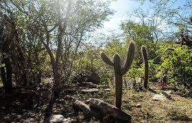 Caatinga ganhou plano de reflorestamento
