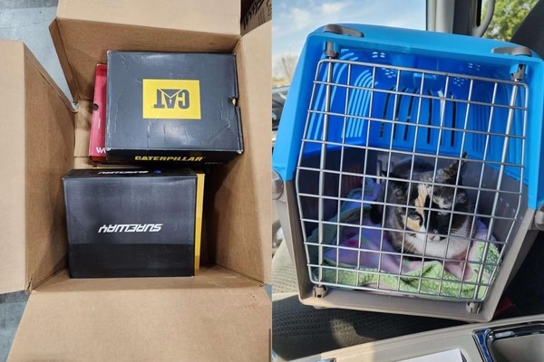 Após seis dias sem comida e água, a gata foi encontrada por uma funcionária do centro de distribuição de mercadorias,/Foto: Reprodução Após seis dias sem comida e água, a gata foi encontrada por uma funcionária do centro de distribuição de mercadorias,/Foto: Reprodução
