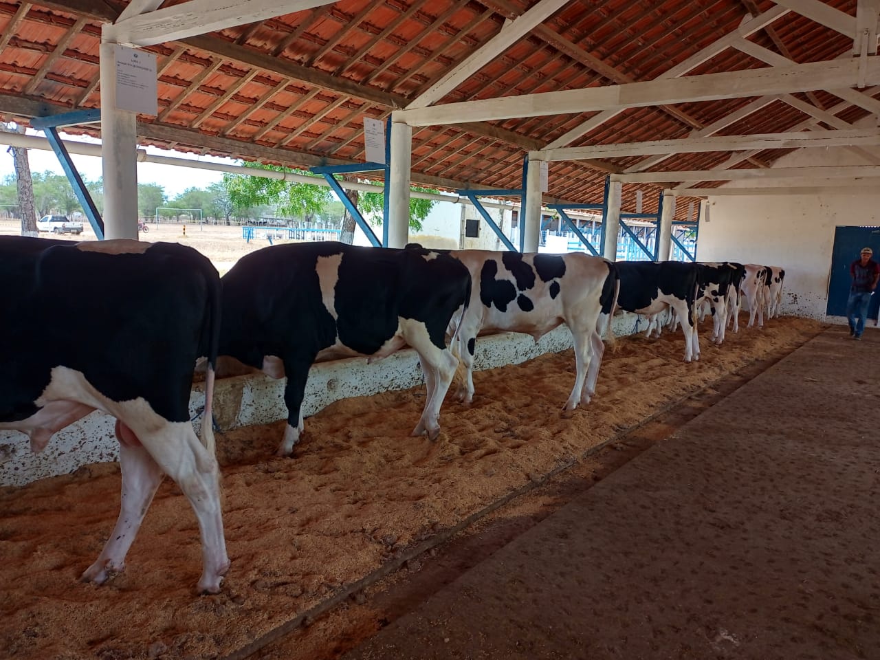 A febre aftosa se espalha pelo mundo através do transporte dos animais infectados entre os países./Foto: Divulgação A febre aftosa se espalha pelo mundo através do transporte dos animais infectados entre os países./Foto: Divulgação