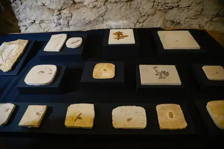 
Parte dos fósseis recebidos é apresentada durante evento no Museu Nacional