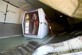 Transporte de animais em aviões pode ser regulamentado por lei/Foto: Arquivo Transporte de animais em aviões pode ser regulamentado por lei/Foto: Arquivo