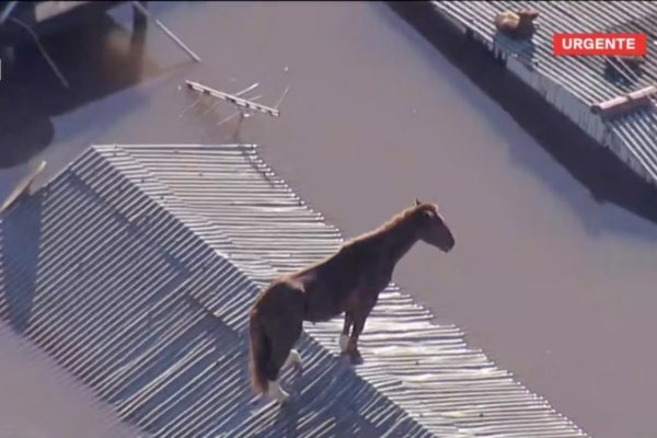 Cavalo no telhado de uma casa na cidade de Canoas no Rio Grande do Sul/Crédito: Reprodução Cavalo no telhado de uma casa na cidade de Canoas no Rio Grande do Sul/Crédito: Reprodução
