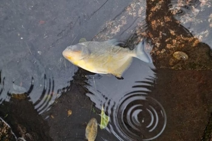 Animais foram encontrados no bairro Auxiliadora, em Porto Alegre/foto: Reprodução