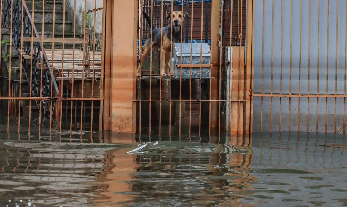 De acordo com a Defesa Civil do Rio Grande do Sul, 12.358 animais foram resgatados no estado/foto: Rafa Neddermeyer/Agência Brasil De acordo com a Defesa Civil do Rio Grande do Sul, 12.358 animais foram resgatados no estado/foto: Rafa Neddermeyer/Agência Brasil