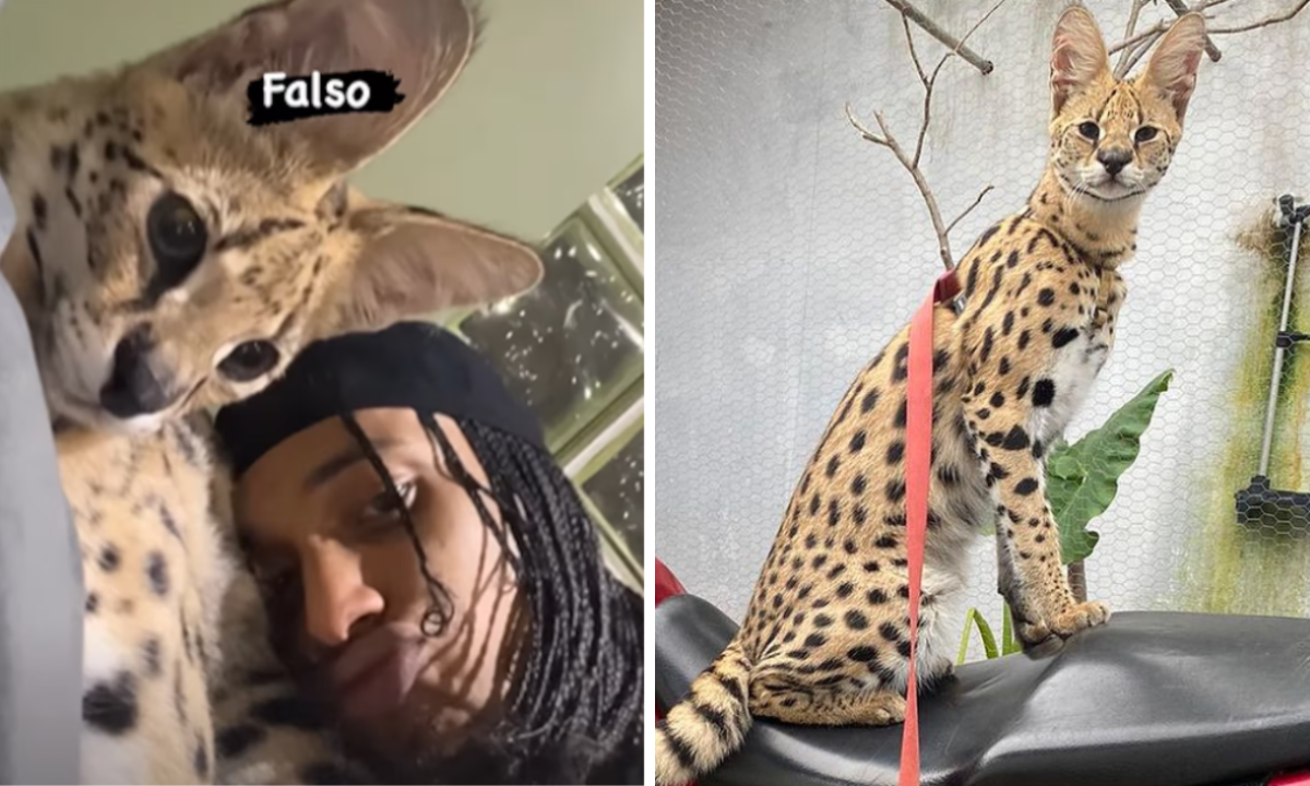 Gato Savannah F1 pode custar R$ 100 mil/foto: Reprodução / Instagram Gato Savannah F1 pode custar R$ 100 mil/foto: Reprodução / Instagram
