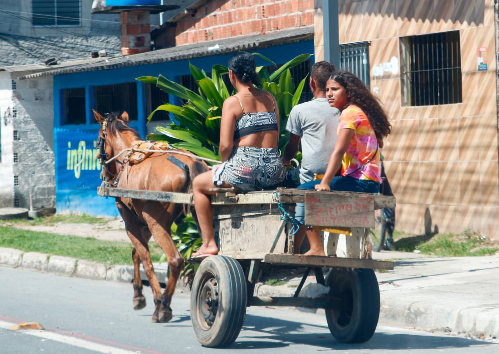 Não é de hoje que os animais são utilizados de diversas maneiras pelo ser humano, principalmente para a locomoção/Foto: Marina Torres/DP Não é de hoje que os animais são utilizados de diversas maneiras pelo ser humano, principalmente para a locomoção/Foto: Marina Torres/DP