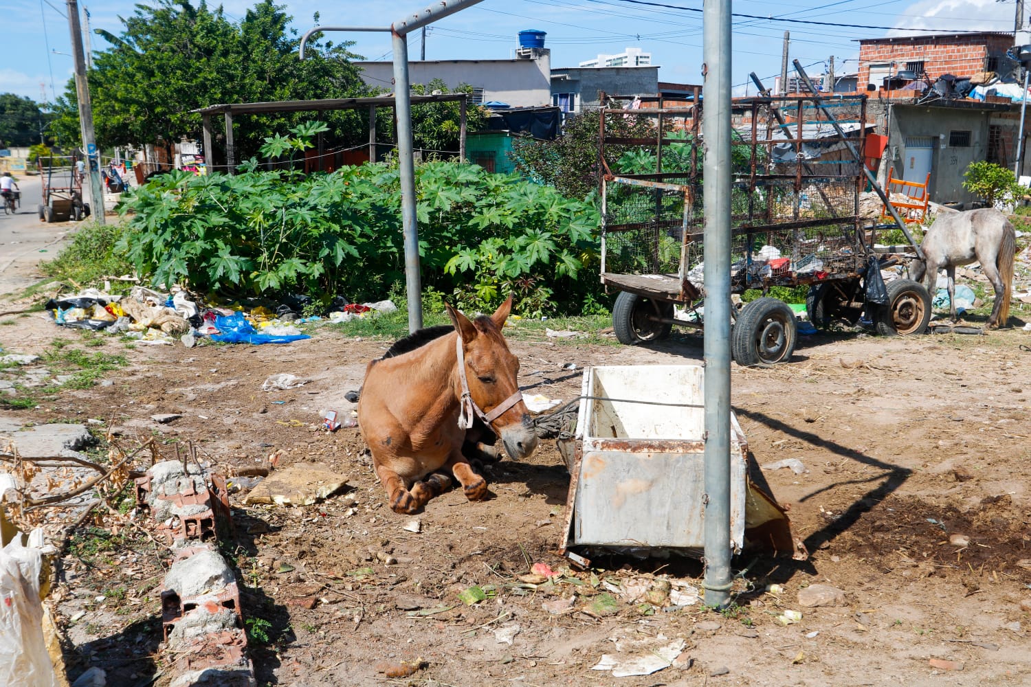 Se a prefeitura constatar que o animal sofre maus-tratos, o caso é encaminhado para o DEPOMA