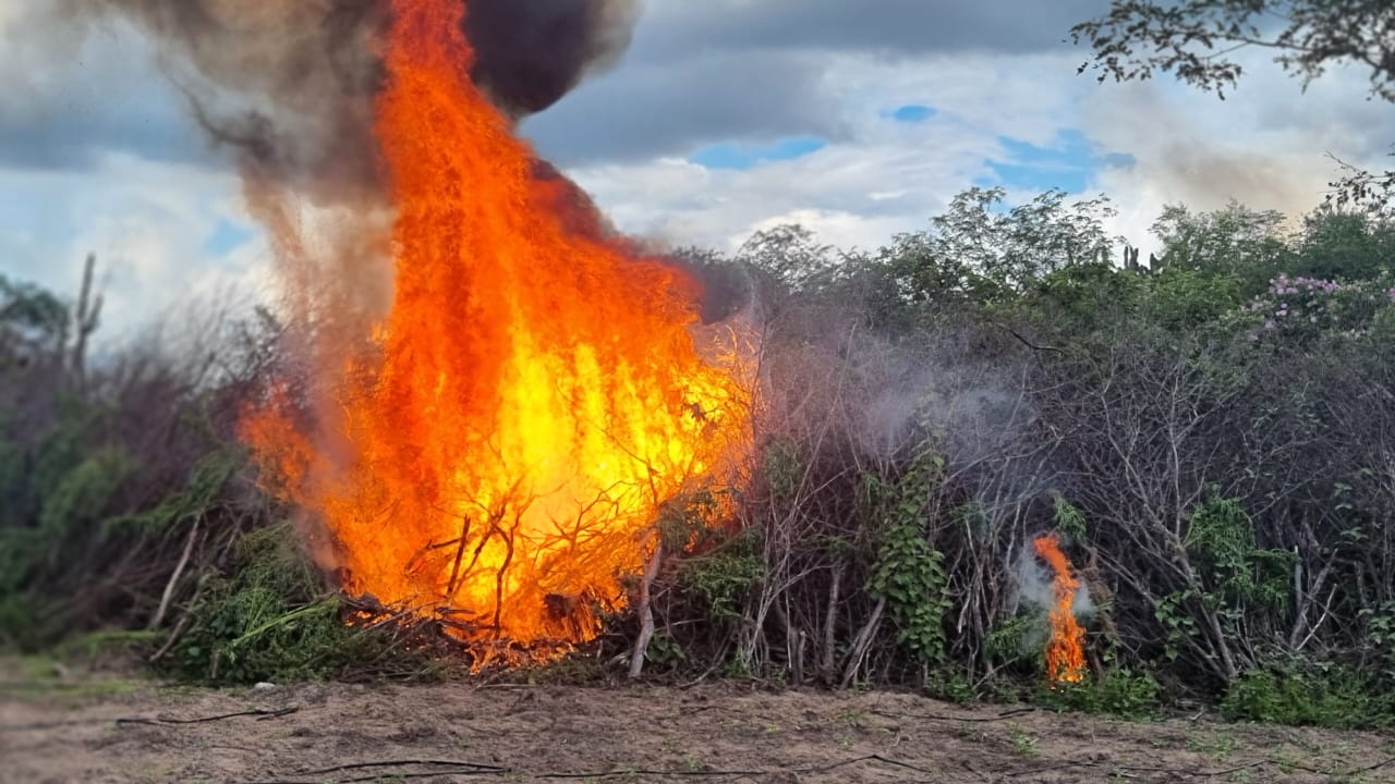 Maconha foi incinerada no sertão pernambucano/Foto: PF