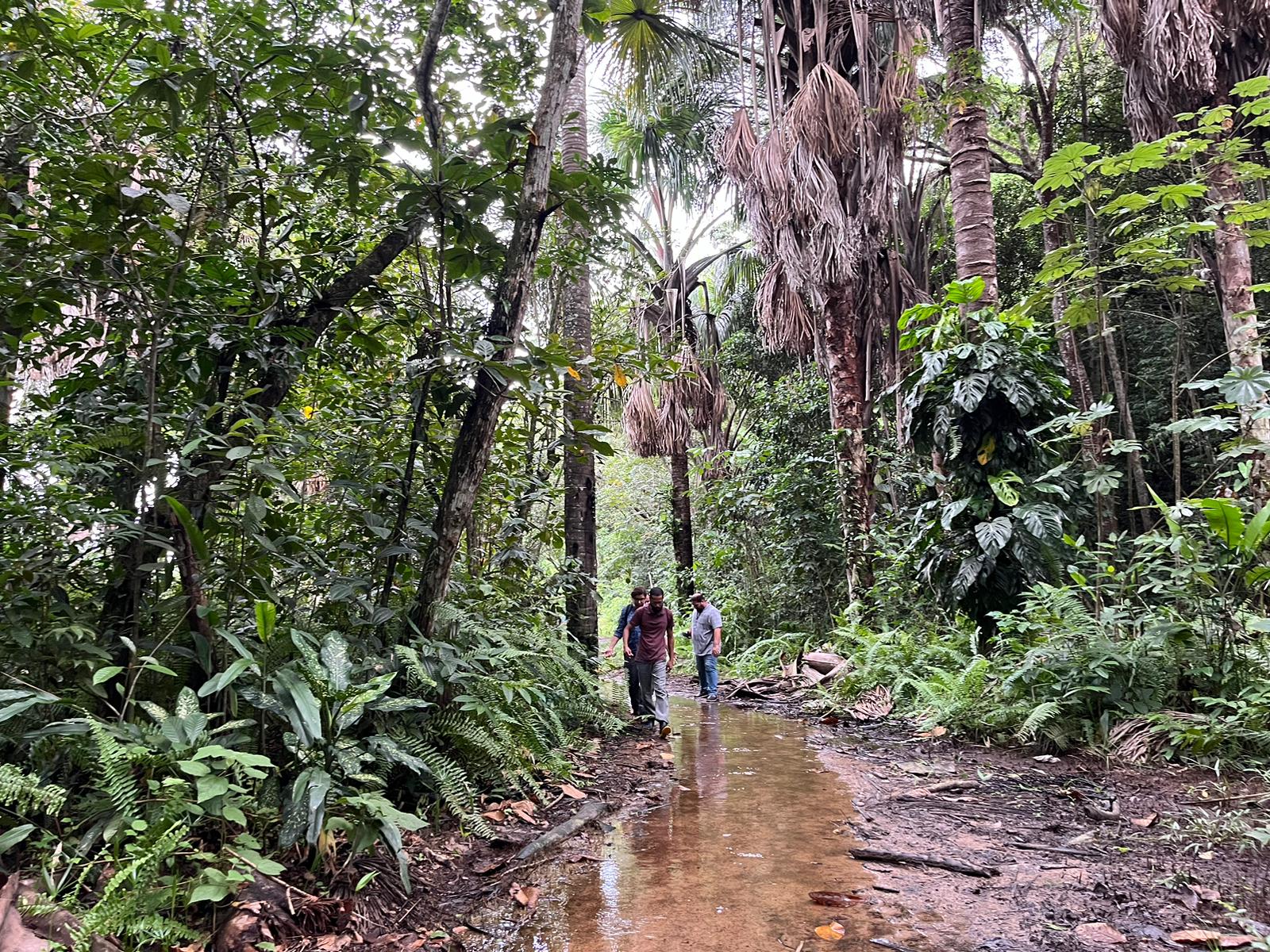 Mata Atlântica pode ser observada em parque estadual/Foto: Divulgação Mata Atlântica pode ser observada em parque estadual/Foto: Divulgação