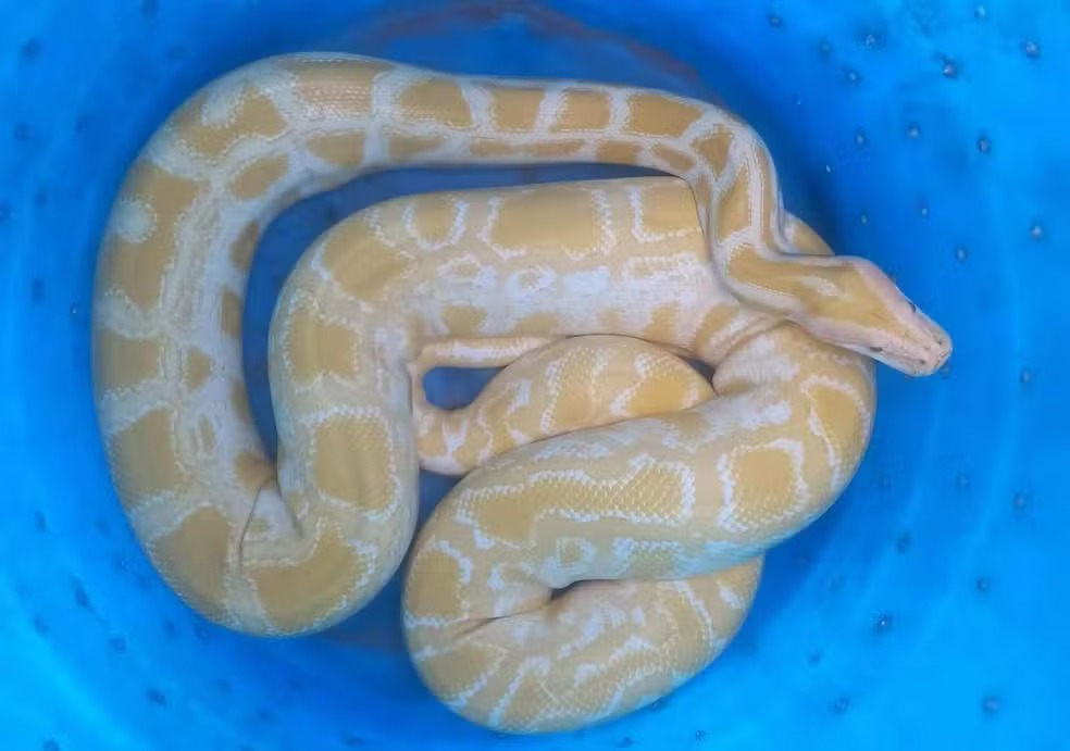 Espécies apreendidas poderiam colocar fauna em risco/foto: Divulgação/PF Espécies apreendidas poderiam colocar fauna em risco/foto: Divulgação/PF